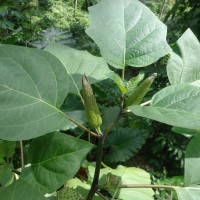 <i>Datura metel</i>  L.